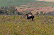 03 - Bontebok NP (4)